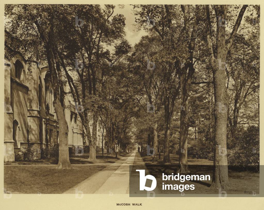 Princeton University: McCosh Walk (b/w photo)