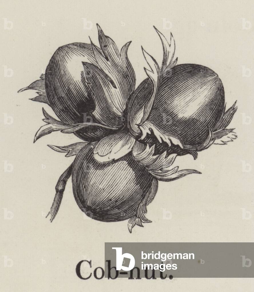 Cobnut (engraving)