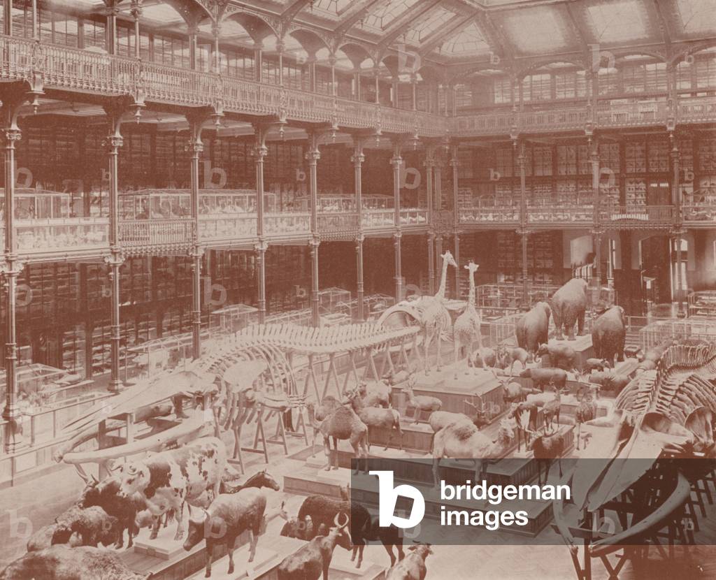 Paris: The Museum of Natural History (b/w photo)