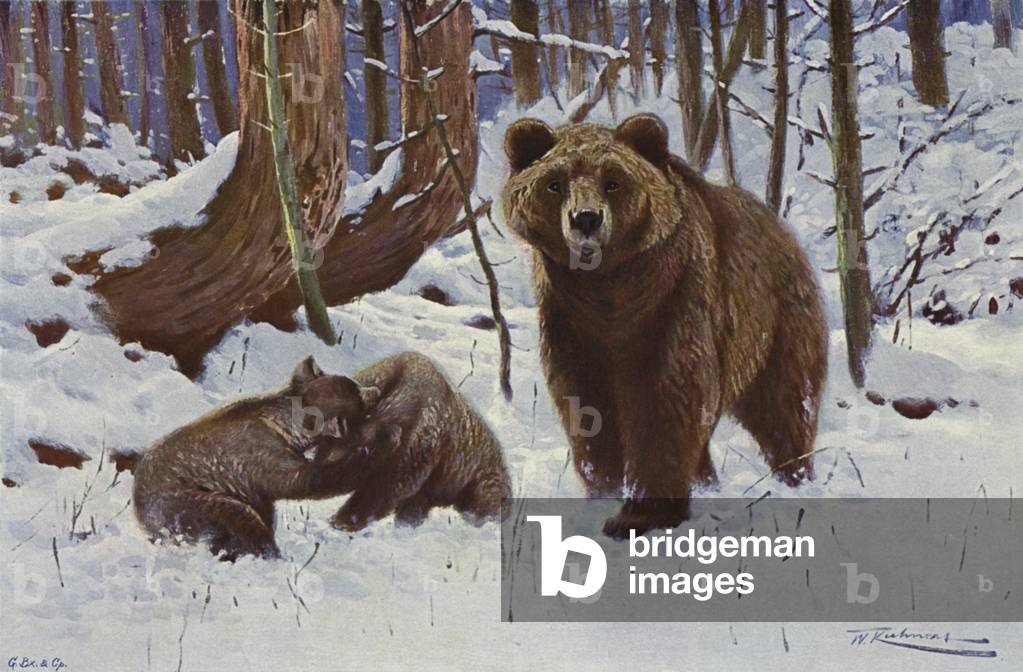 Brown Bear (colour litho)