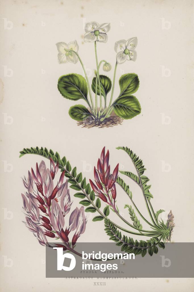 Pyrola Uniflora; Astragalus Monspessulanus (colour litho)