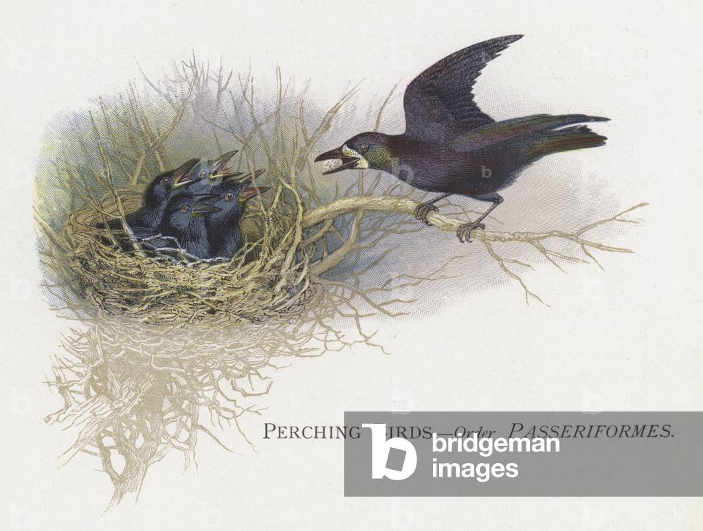 Perching Birds, Order Passeriformes (chromolitho)