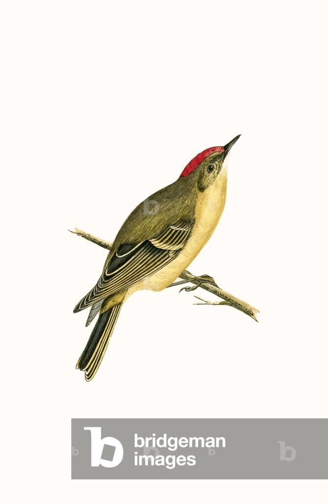 Ruby Crowned Kinglet, illustration from 'A History of the Birds of Europe Not Observed in the British Isles' by Charles Robert Bree (1811-86), published 1867 (colour litho)