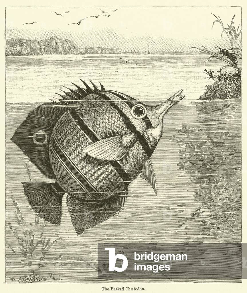 The Beaked Chaetodon (engraving)