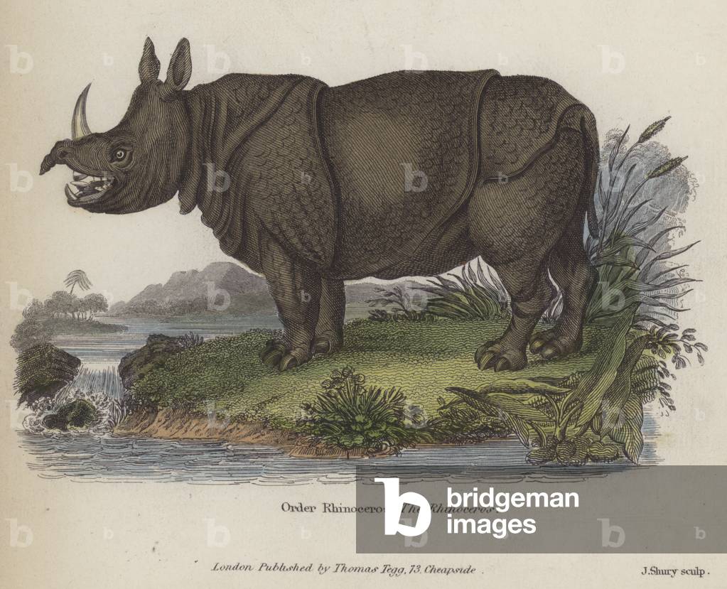 Rhinoceros (coloured engraving)