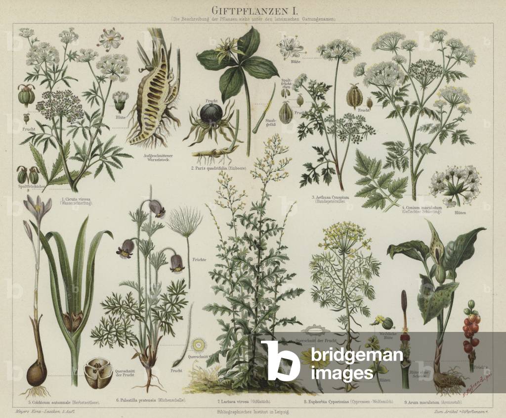 Poisonous plants (colour litho)