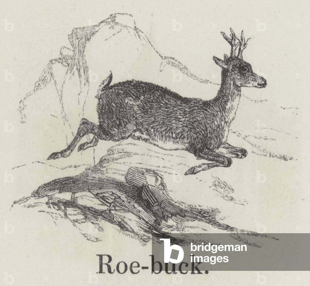 Roebuck (engraving)