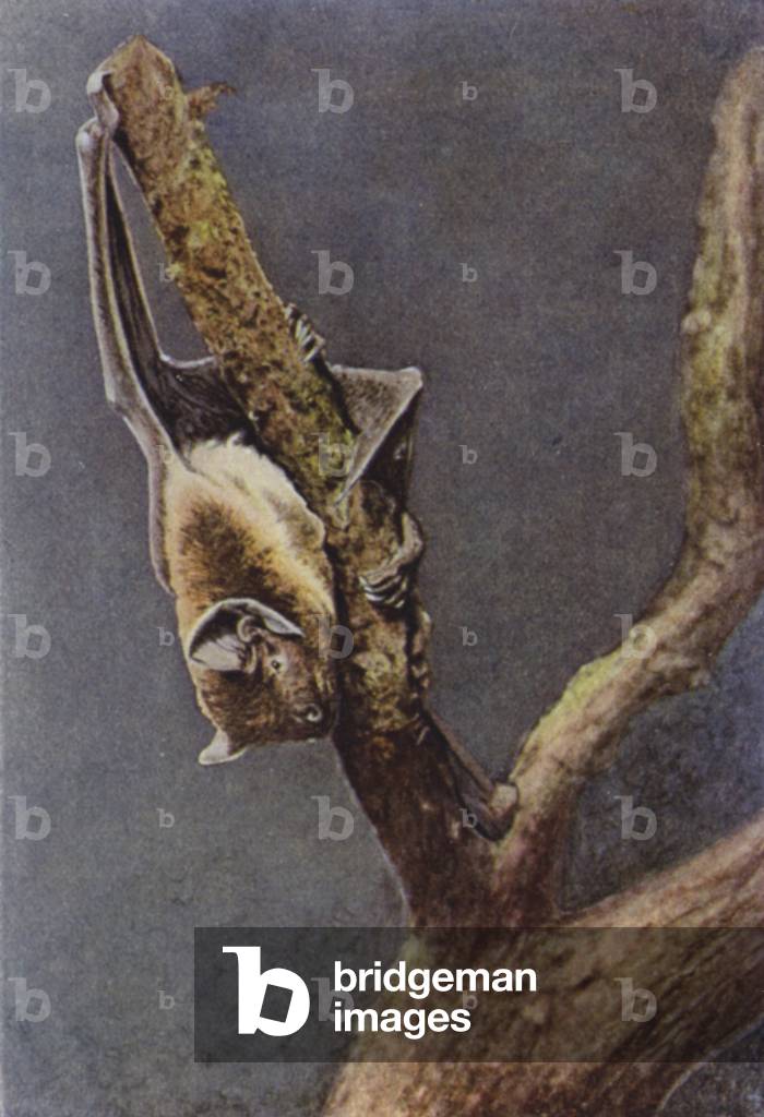 Great Bat, showing use of tail as additional foot (coloured photo)