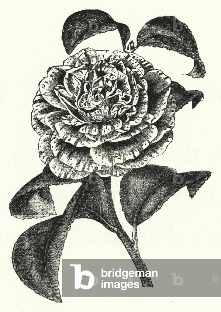 Camelia (engraving)