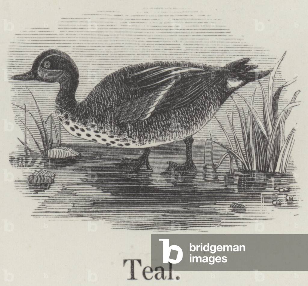 Teal (engraving)