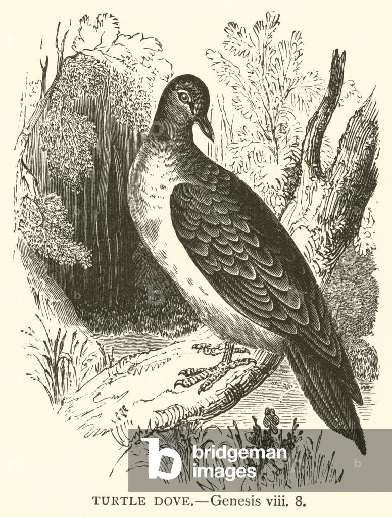 Turtle Dove, Genesis, viii, 8 (engraving)