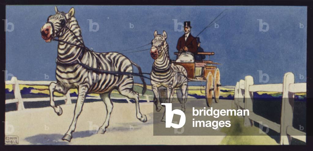 Driving Zebras, Tandem (colour litho)