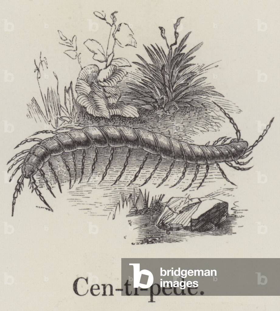 Centipede (engraving)