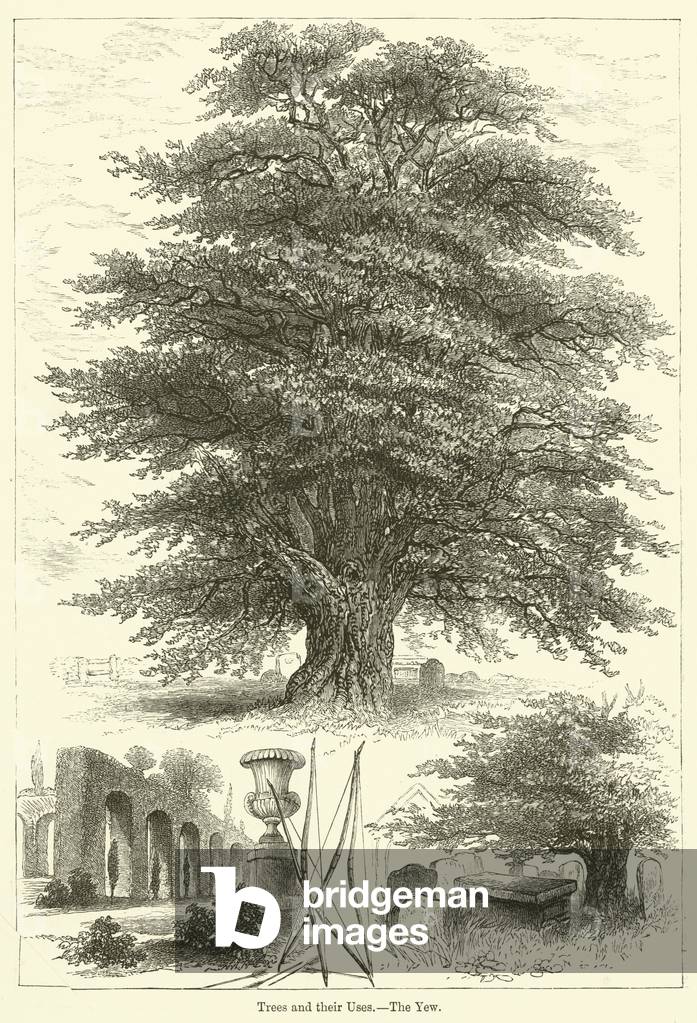Trees and their Uses, The Yew (engraving)