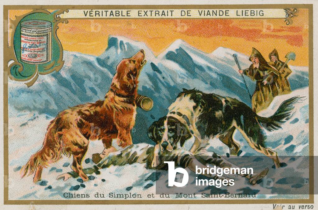 Dogs of the Simplon and Mont St Bernard (chromolitho)