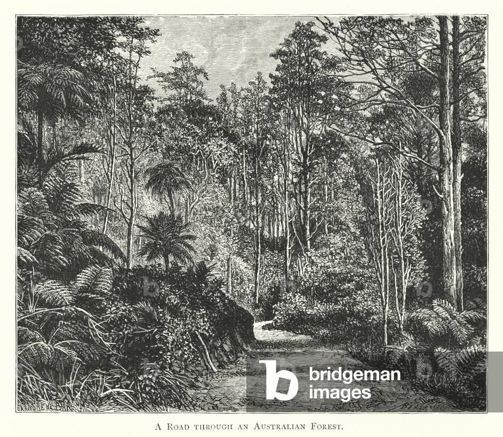Australia: A Road through an Australian Forest (engraving)