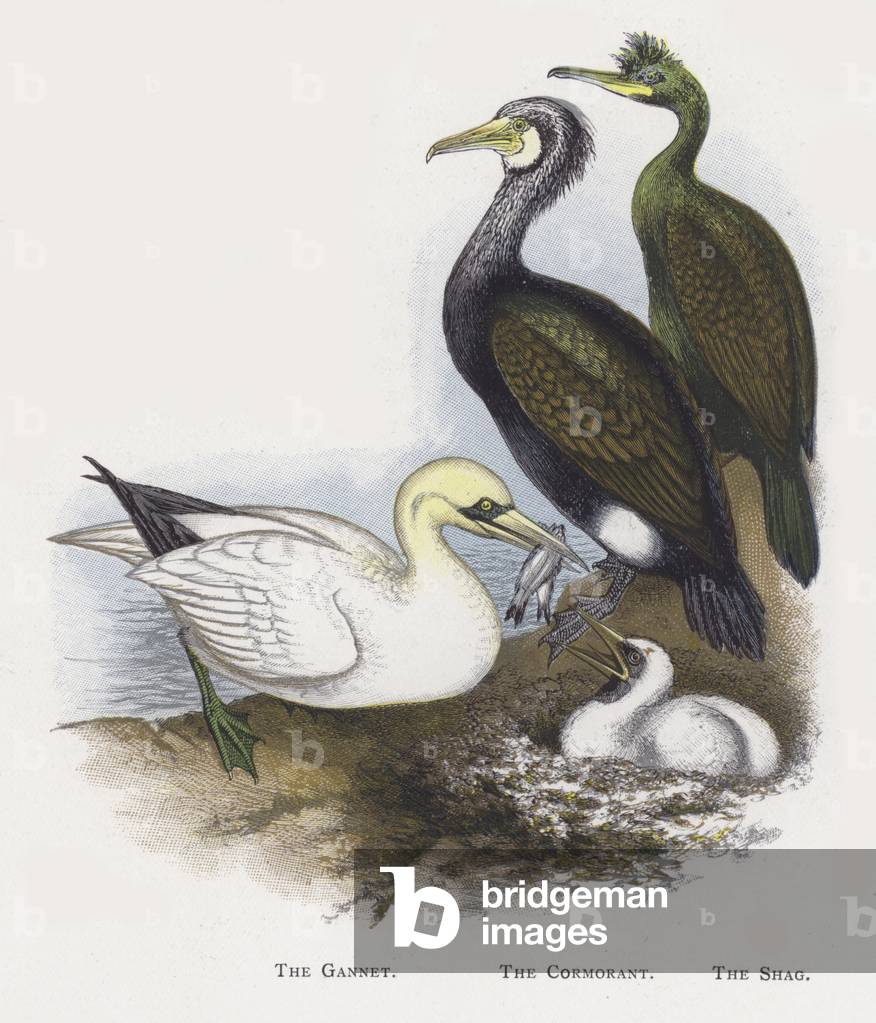 The Gannet, The Cormorant, The Shag (chromolitho)