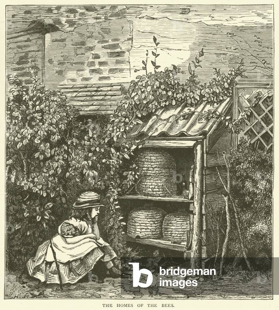 The homes of the bees (engraving)
