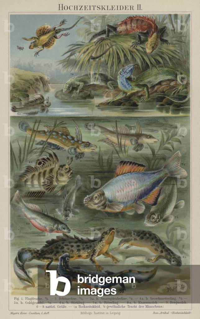 Breeding coloration in reptiles, fish and newts (colour litho)