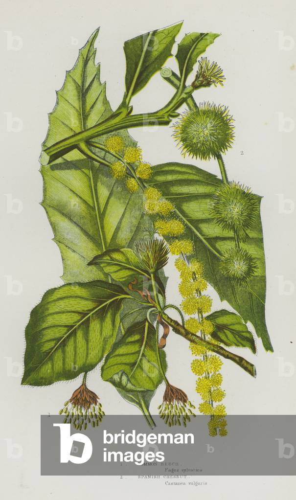 Flowering Plants of Great Britain: Common Beech, Spanish Chesnut (colour litho)