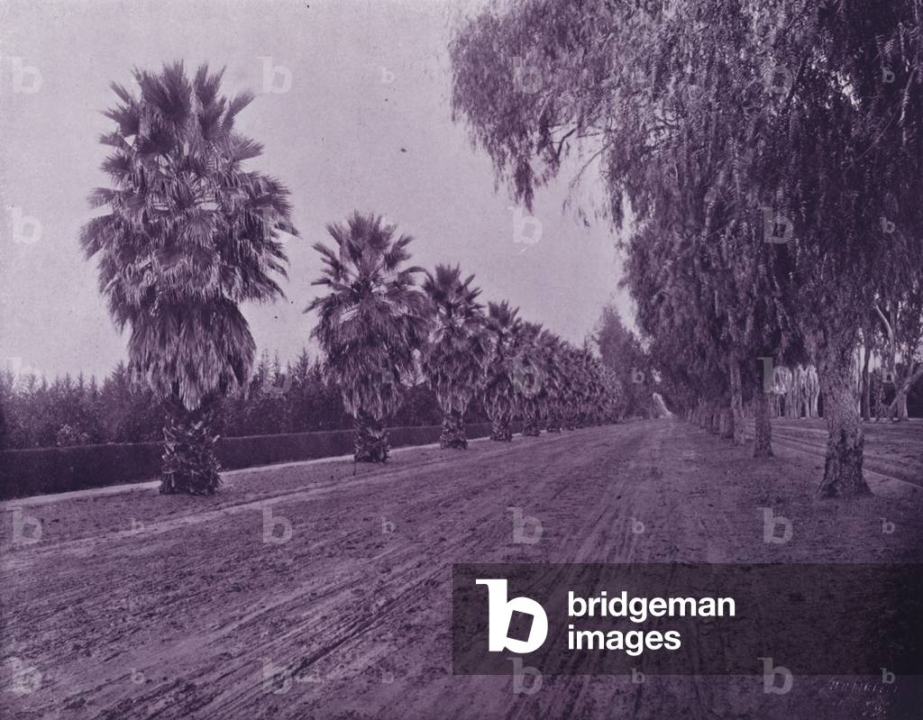 Magnolia Avenue, Riverside, California (b/w photo)