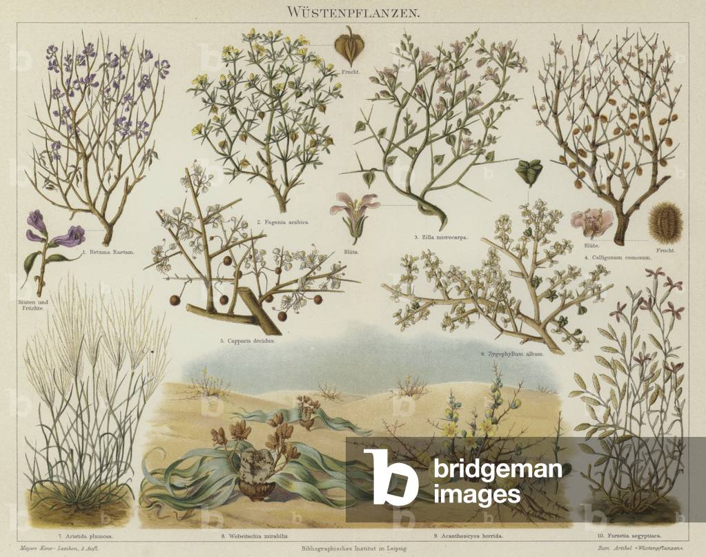 Desert plants (colour litho)