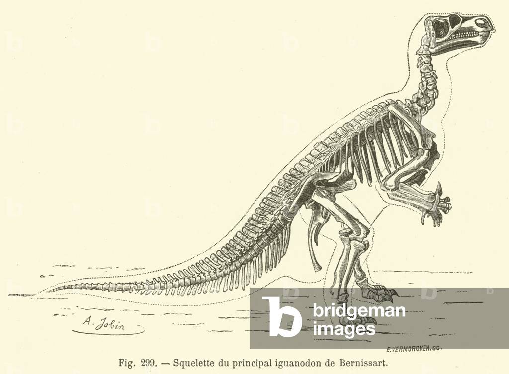Squelette du principal iguanodon de Bernissart (engraving)
