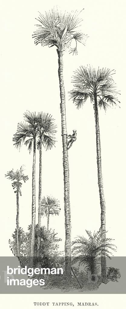 India: Toddy Tapping, Madras (engraving)