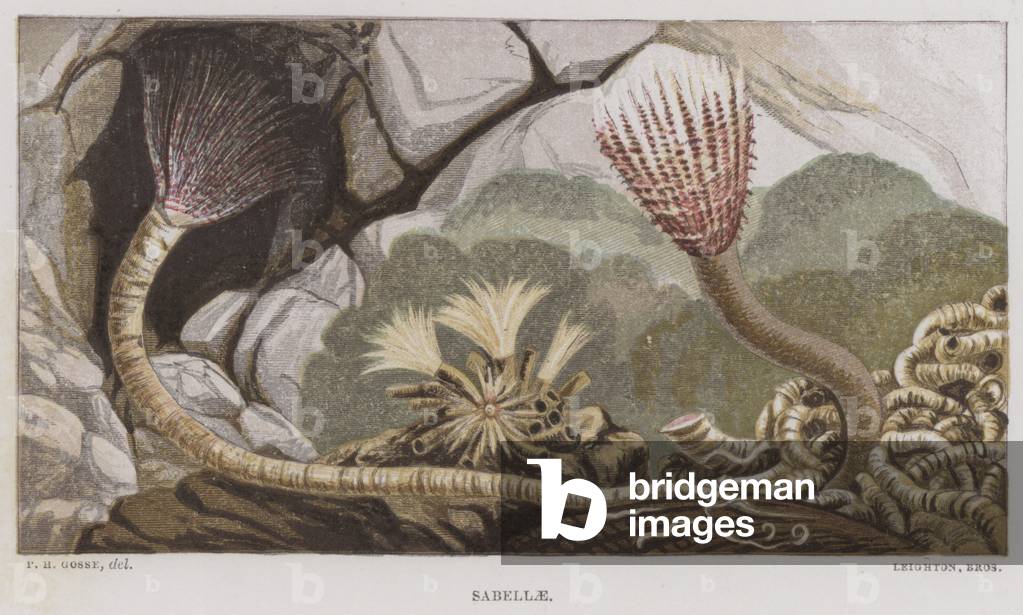 Sabellae (colour litho)