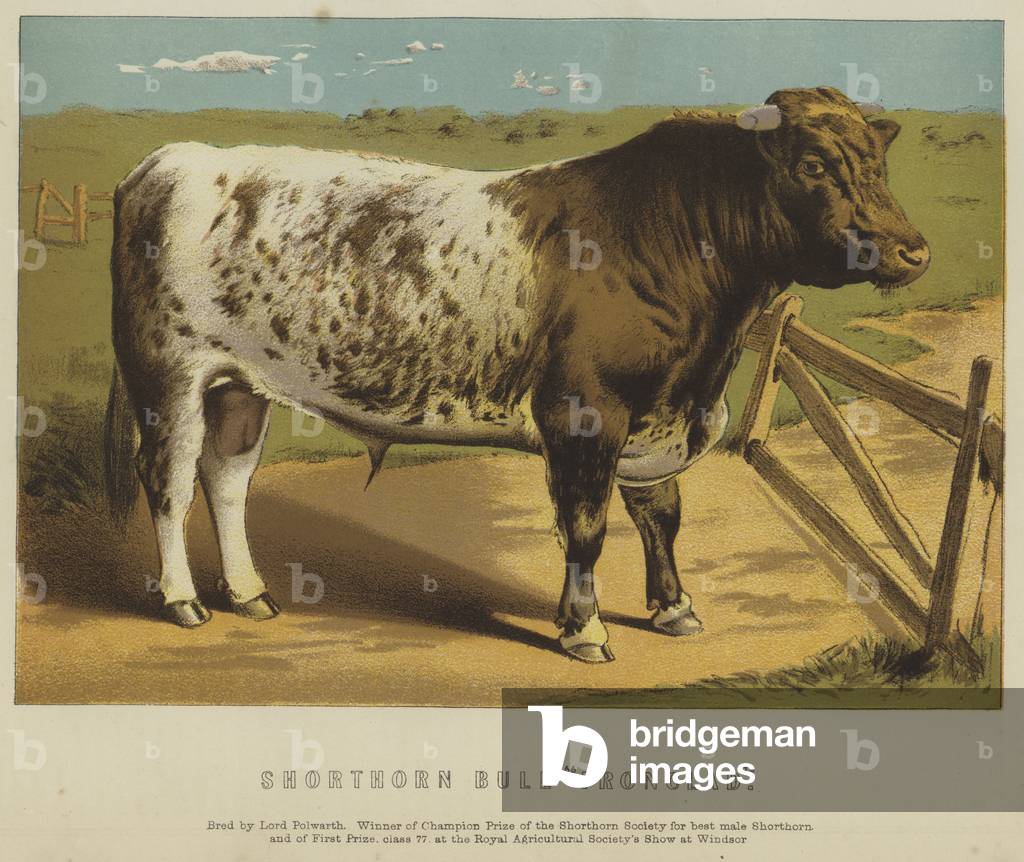 Shorthorn Bull 
