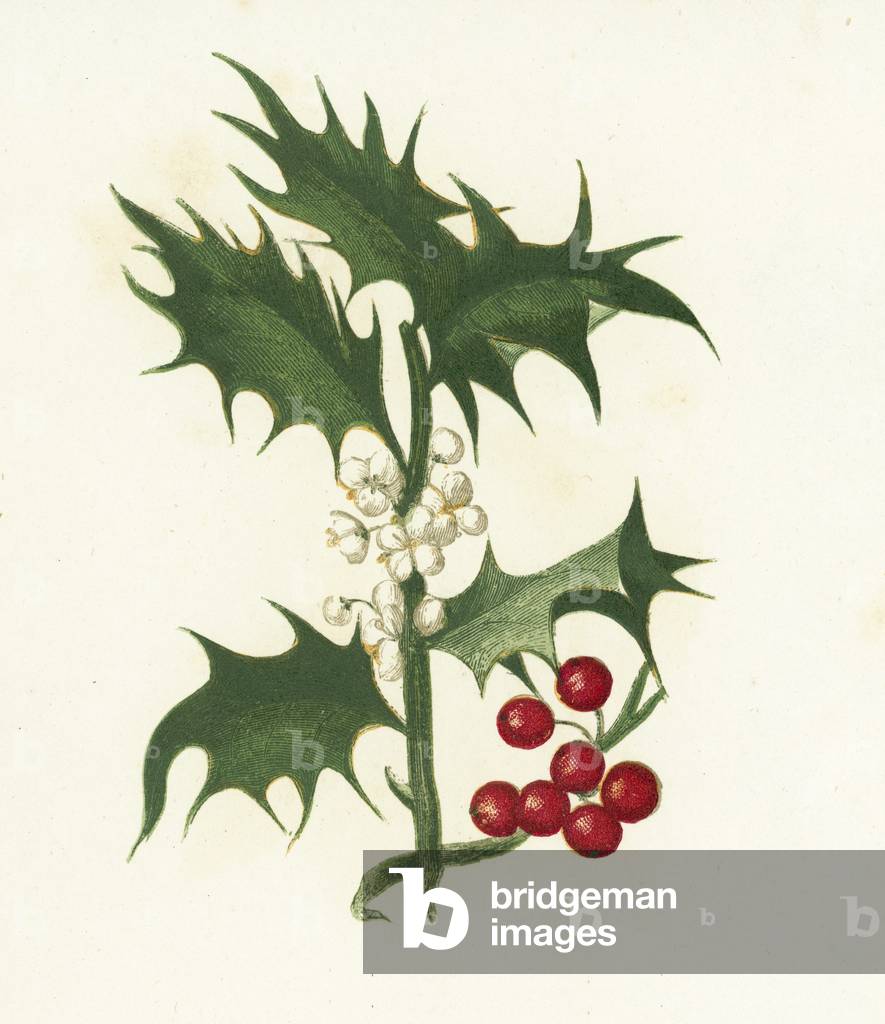 Common Holly, Ilex Aquifolium (colour litho)