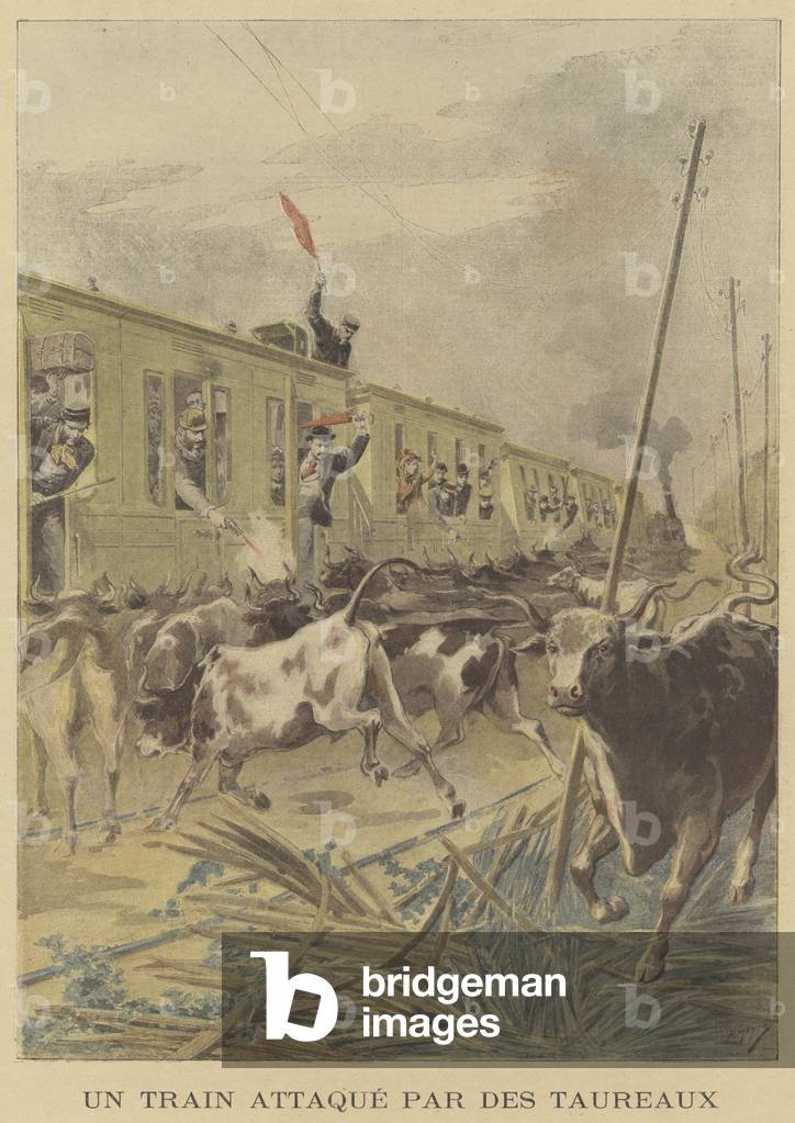 A train attacked by bulls (colour litho)