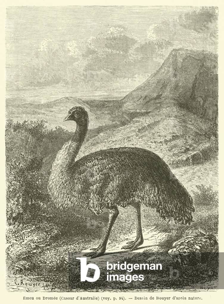 Emeu ou Dromee, Casoar d'Australie (engraving)
