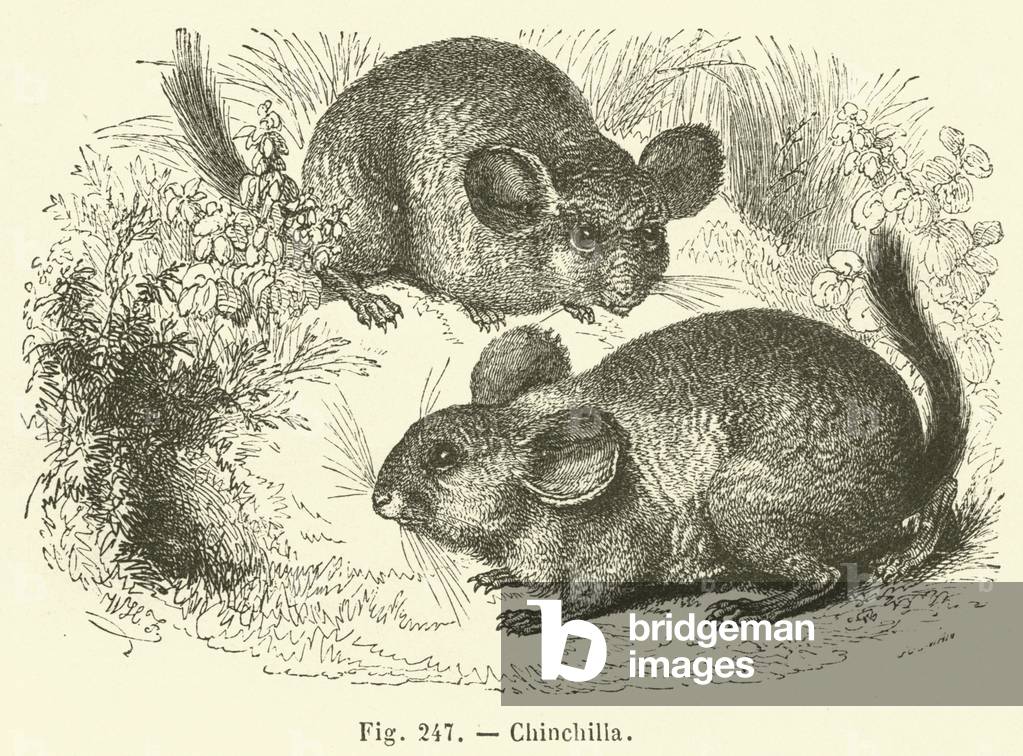 Chinchilla (engraving)