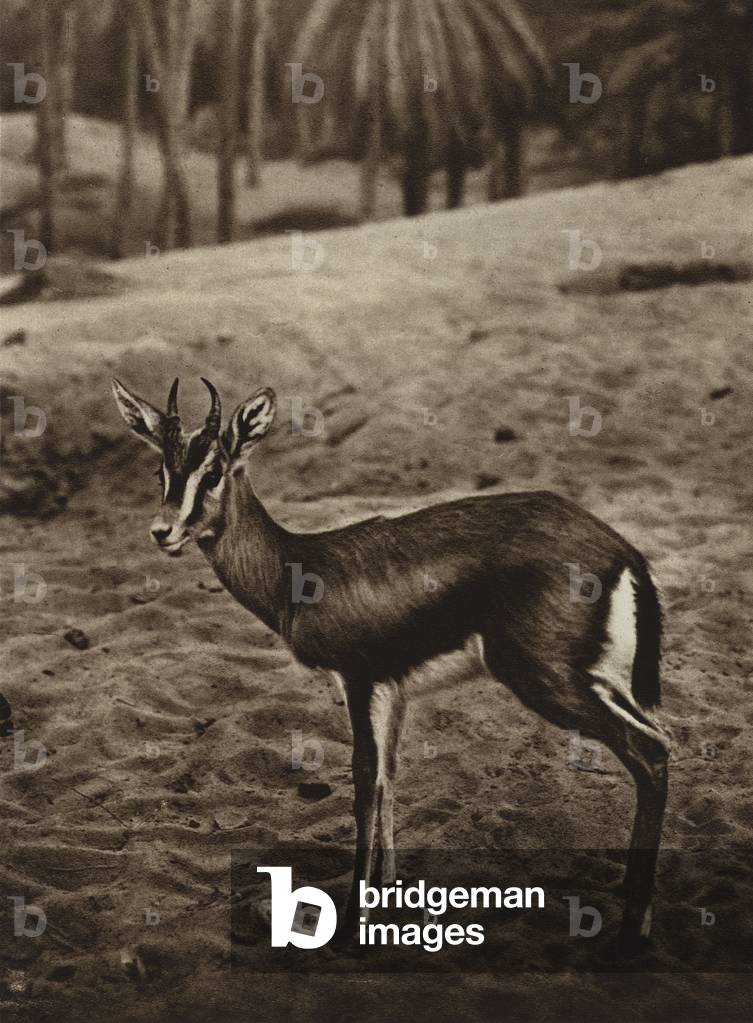 Gazelle on the edge of the Nefta Oasis (b/w photo)