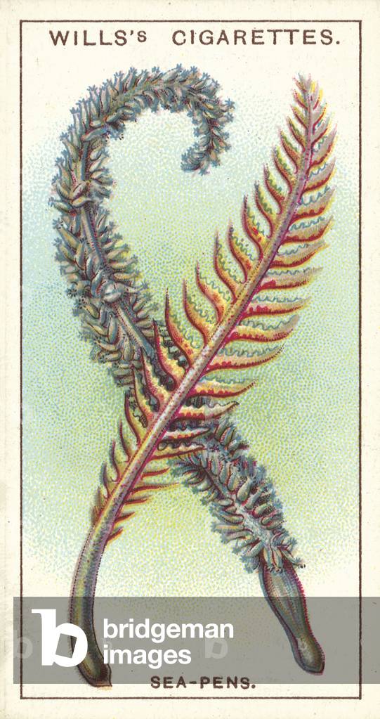 Sea-Pens, fern-like colonies of sea-animals (chromolitho)