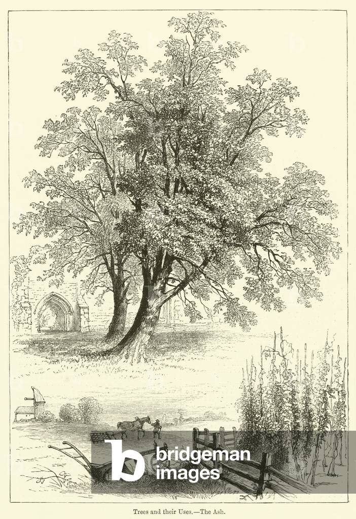 Trees and their Uses, The Ash (engraving)