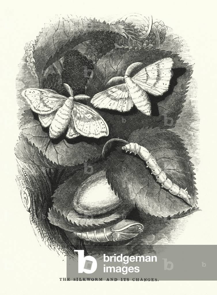 The Silkworm and its Changes (engraving)