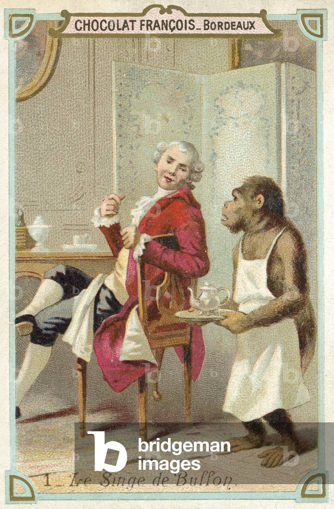 The ape of the Comte de Buffon, French naturalist (chromolitho)