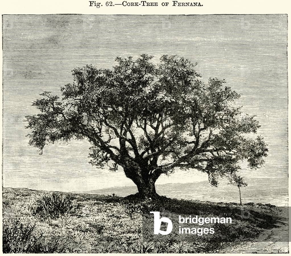 Cork-Tree of Fernana (engraving)