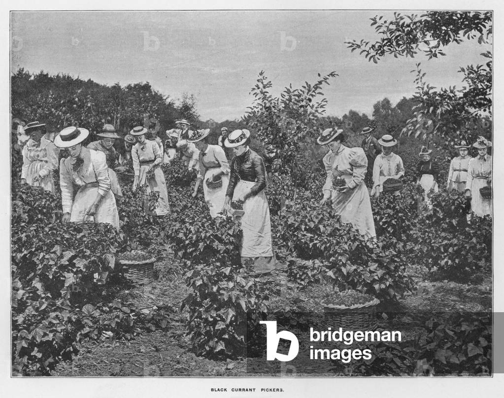 Whiteley's Farms: Black currant pickers (b/w photo)