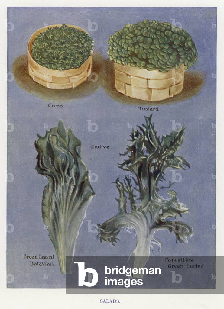 Vegetable Grower's Guide: Salads (colour litho)