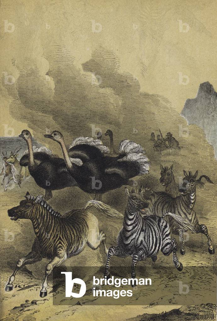 Animals of Southern Africa (colour litho)