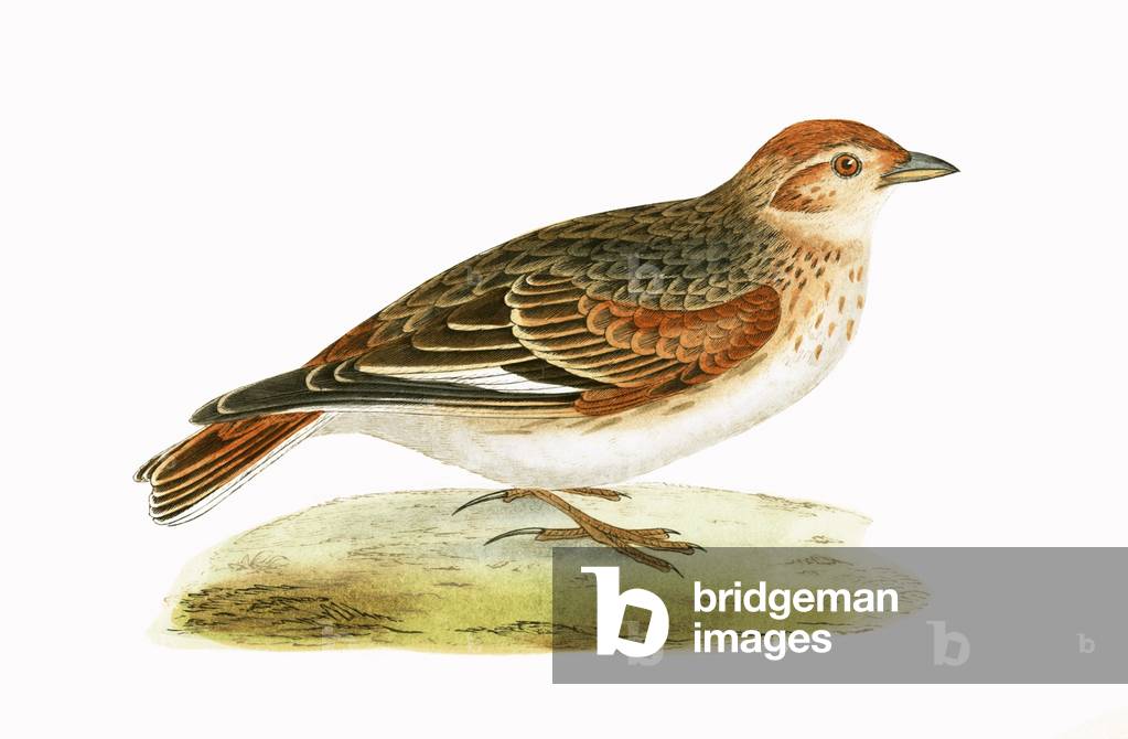 Siberian Lark 19th by English Artist