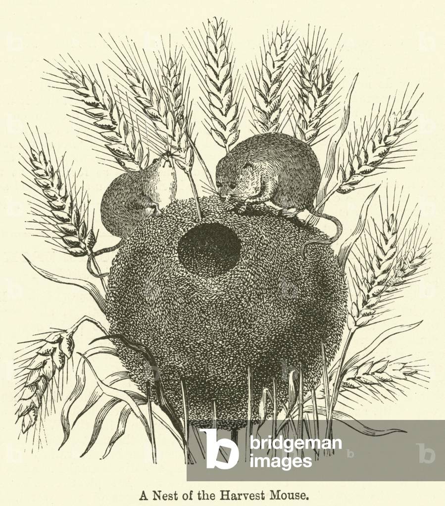 A Nest of the Harvest Mouse (engraving)
