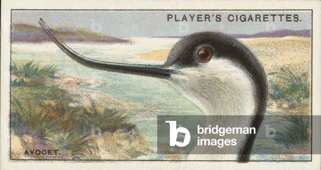 Curious beaks, The Avocet, Recurvirostra avocetta (chromolitho)