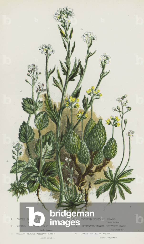 The Flowering Plants of Great Britain, c.1880 (litho)