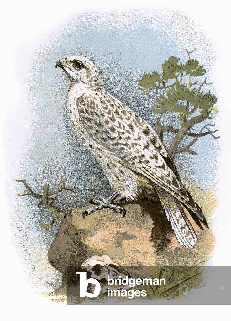 "Gyr-Falke" von English School