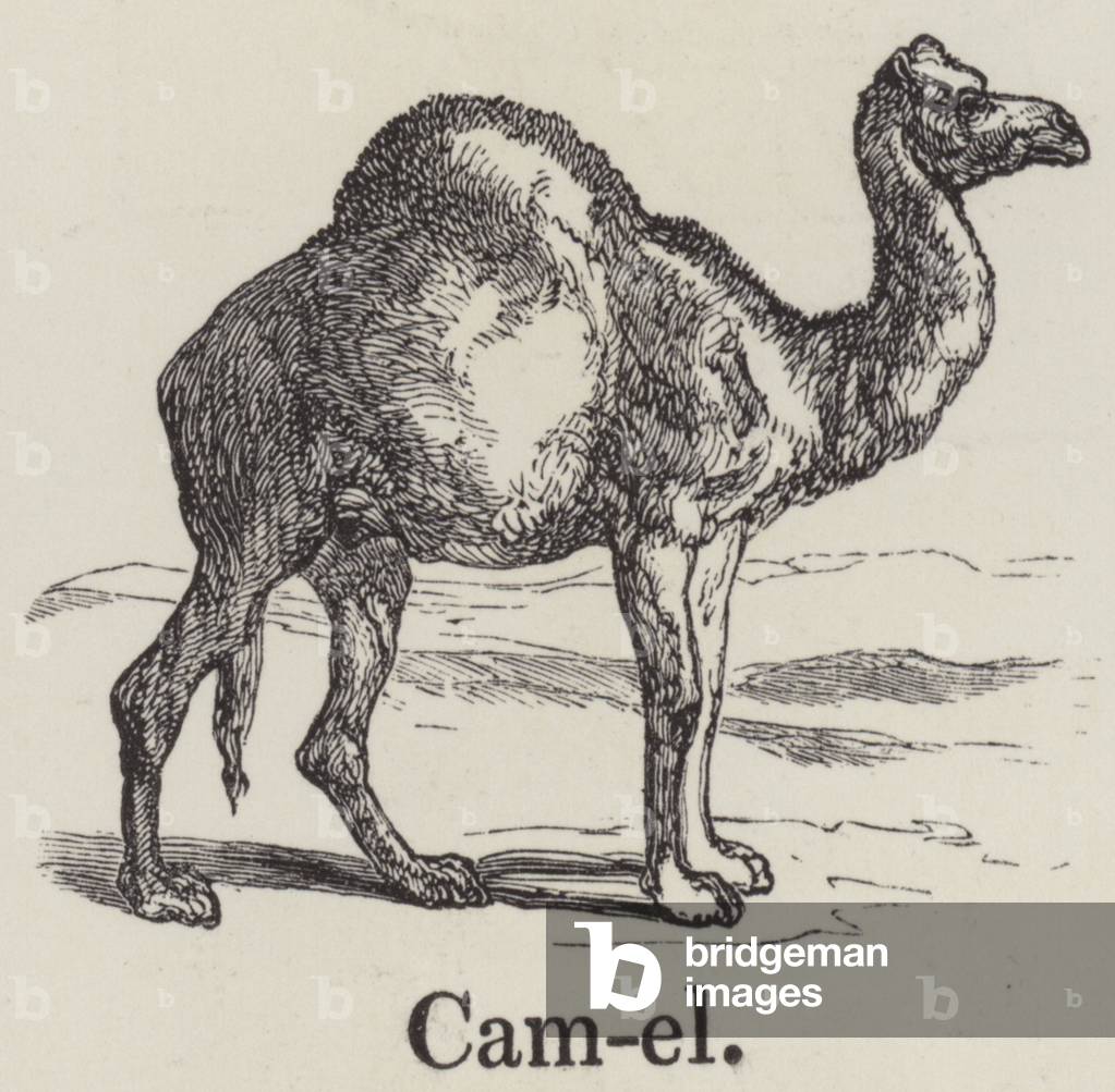 Camel (engraving)