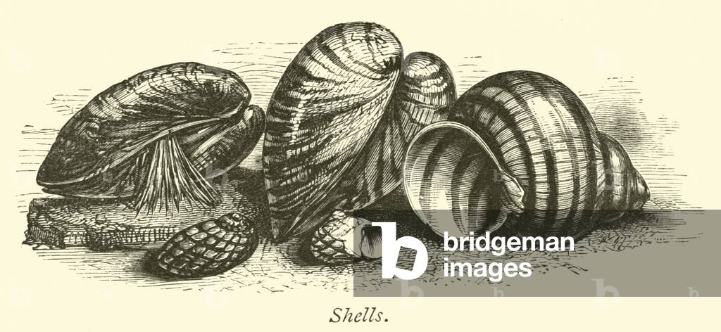 Shells (engraving)